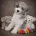 Miniature Poodle