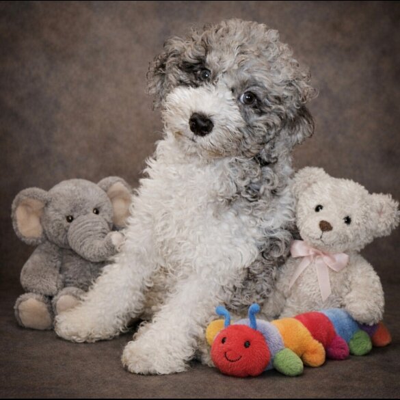 Miniature Poodle