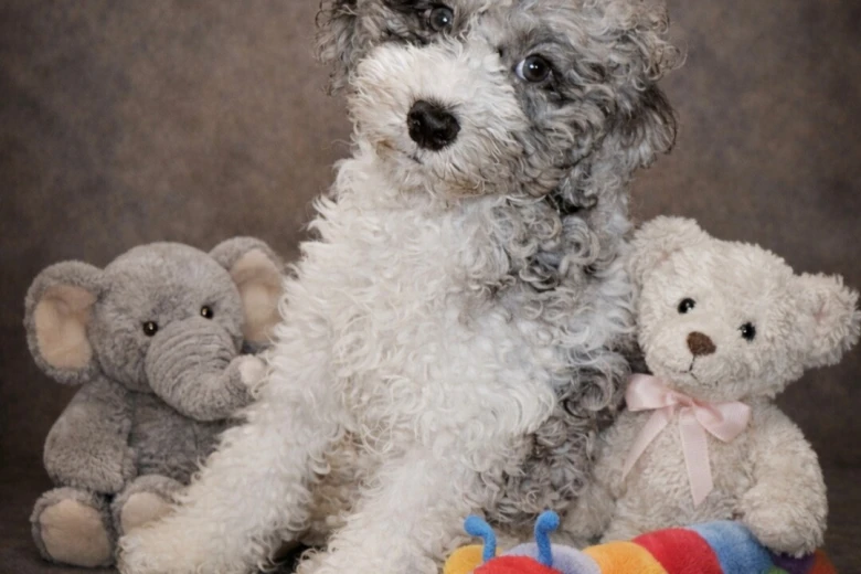 Miniature Poodle