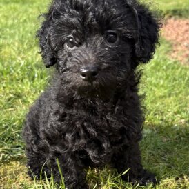 Miniature Poodle