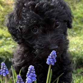 Miniature Poodle