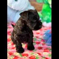 Miniature Schnauzer