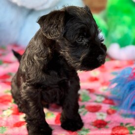Miniature Schnauzer