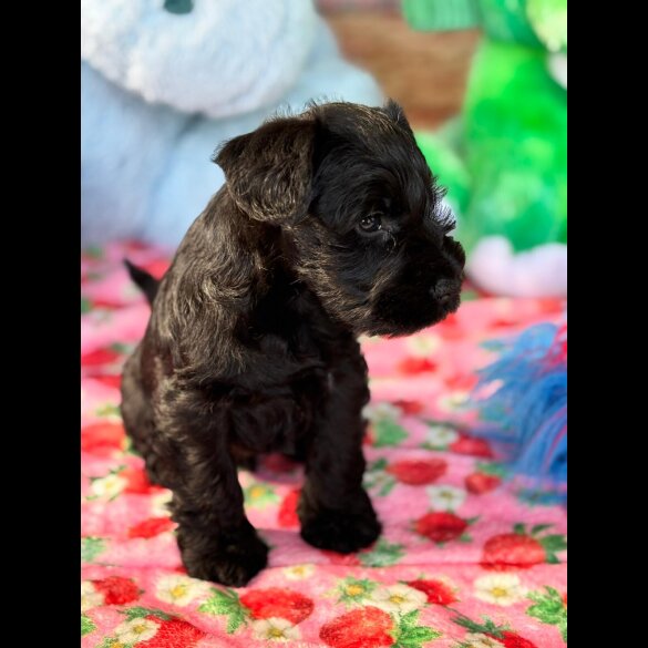 Miniature Schnauzer