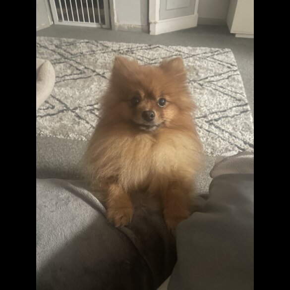 Pomeranian