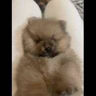 Pomeranian