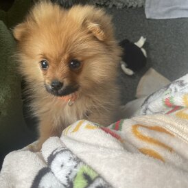 Pomeranian