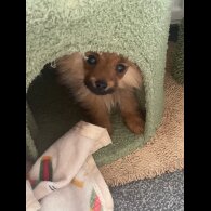 Pomeranian