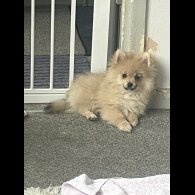 Pomeranian