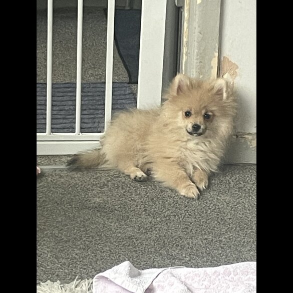 Pomeranian