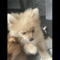 Pomeranian
