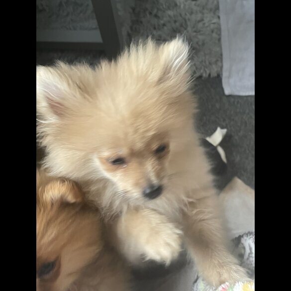 Pomeranian
