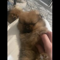 Pomeranian