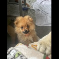 Pomeranian