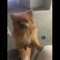 Pomeranian