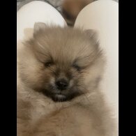 Pomeranian