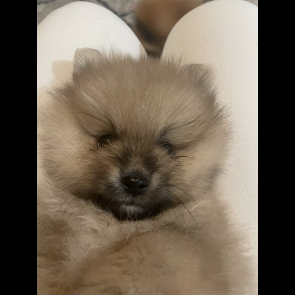 Pomeranian