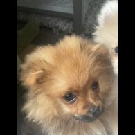Pomeranian