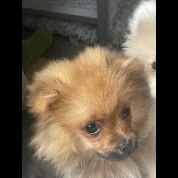 Pomeranian