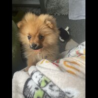 Pomeranian
