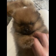 Pomeranian
