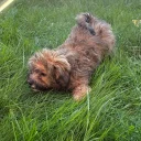 Mixed Breed