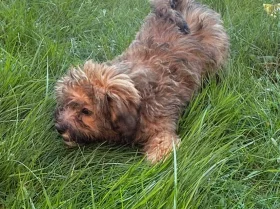 Mixed Breed