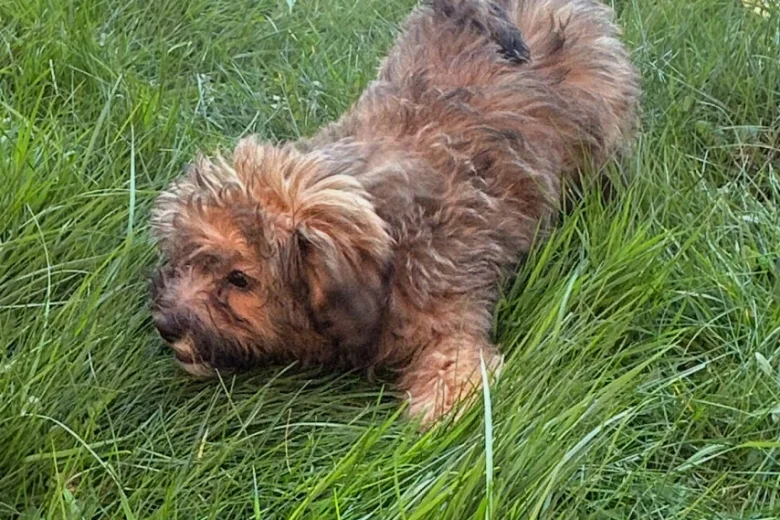 Mixed Breed