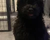 Mixed Breed