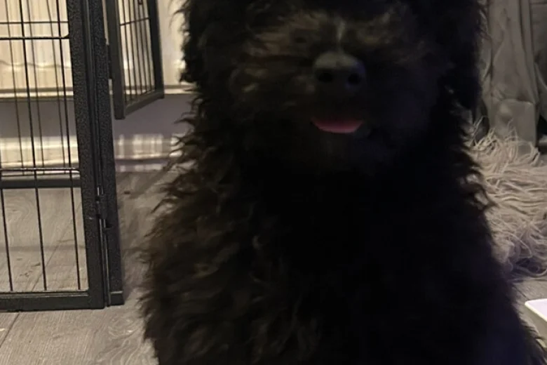 Mixed Breed