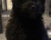 Mixed Breed