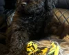Mixed Breed