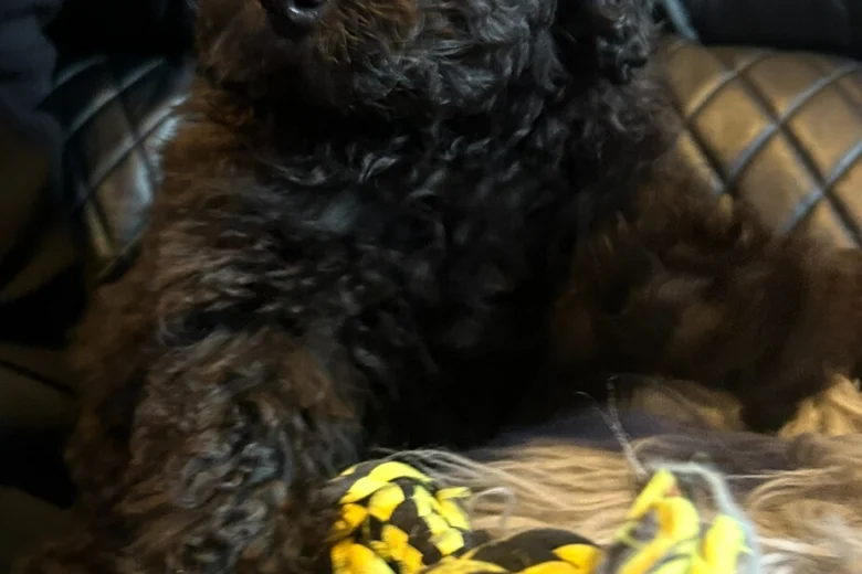 Mixed Breed