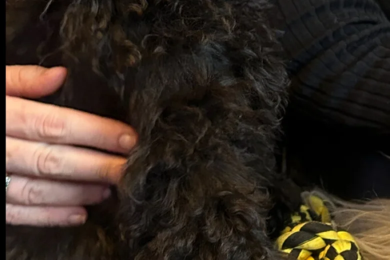 Mixed Breed
