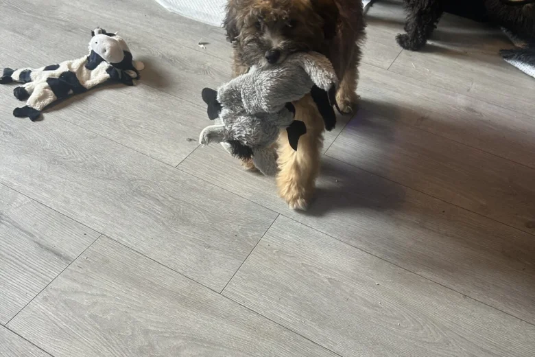 Mixed Breed