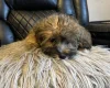 Mixed Breed