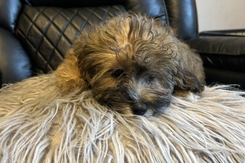 Mixed Breed