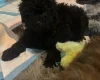 Mixed Breed