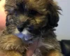 Mixed Breed