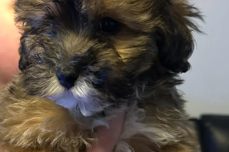 Mixed Breed