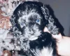 Mixed Breed