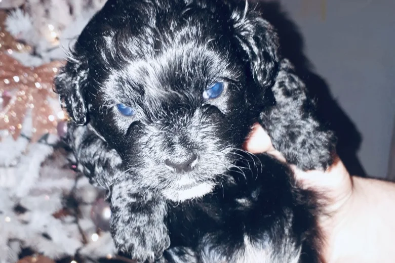 Mixed Breed