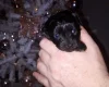 Mixed Breed