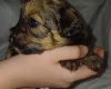 Mixed Breed