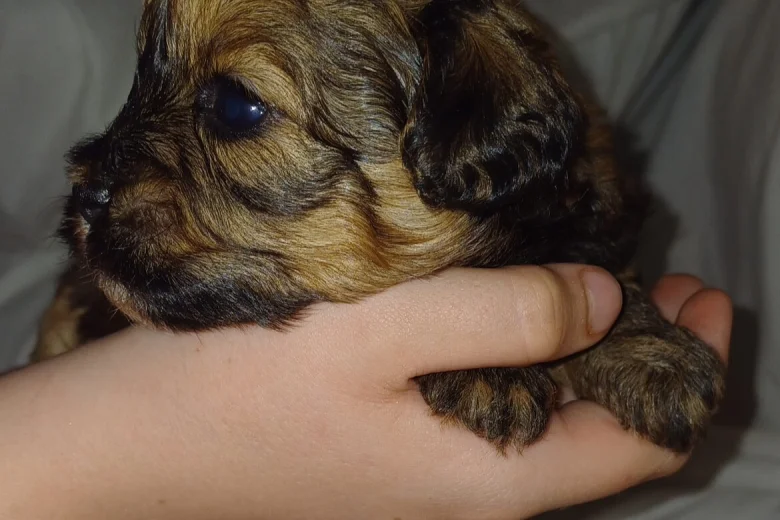 Mixed Breed
