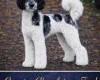 Mixed Breed