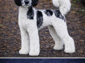 Mixed Breed