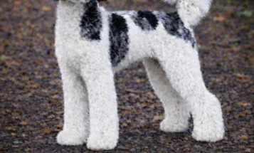 Mixed Breed