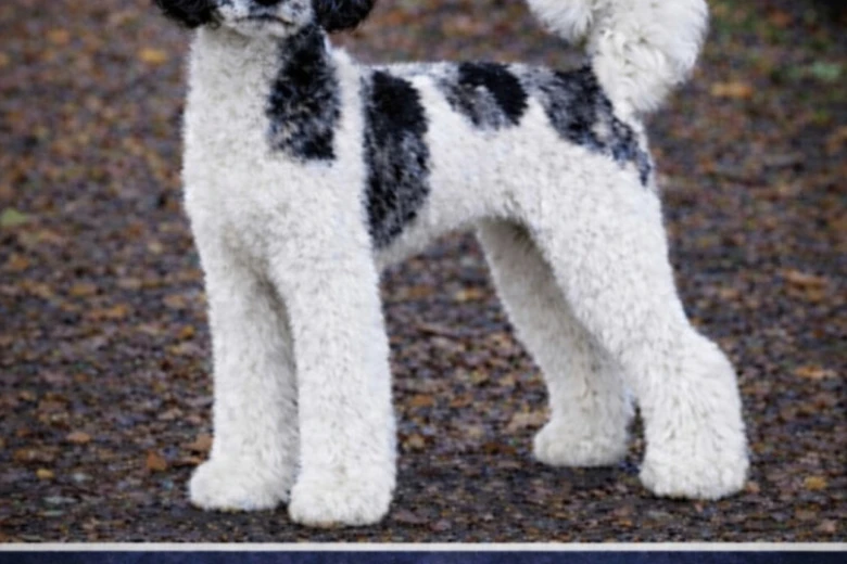 Mixed Breed