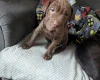 Mixed Breed